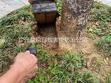 花都芙蓉鎮(zhèn)度假村防治白蟻