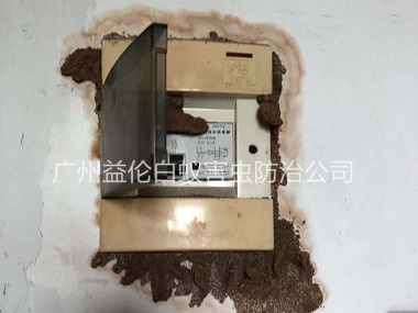 南沙區(qū)防治電箱白蟻蟻害