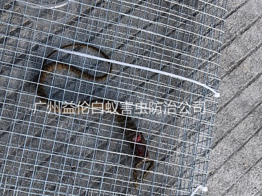 花都區(qū)上門(mén)抓蛇、捕蛇